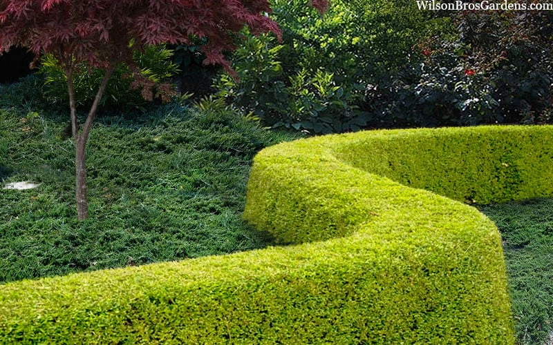 Thunderbolt Golden Box Honeysuckle - 3 Gallon Pot 7 Thunderbolt Golden Box Honeysuckle - 3 Gallon Pot - Image 5