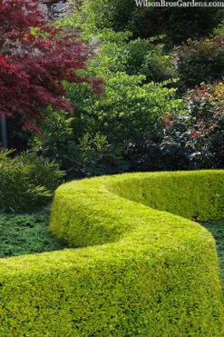 Thunderbolt Golden Box Honeysuckle - 3 Gallon Pot 11 Thunderbolt Golden Box Honeysuckle - 3 Gallon Pot -Orchard Essence lonicera nitida thunderbolt box honeysuckle 5