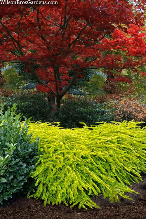 Thunderbolt Golden Box Honeysuckle - 3 Gallon Pot 3 Thunderbolt Golden Box Honeysuckle - 3 Gallon Pot