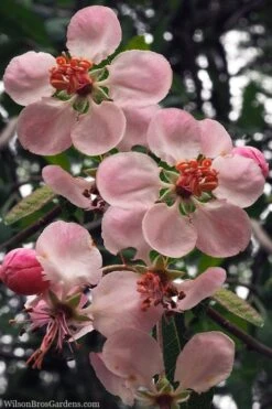Southern Crabapple (Malus Angustifolia) - 1 Gallon Pot -Orchard Essence malus angustifolia southern crabapple tree flowers 2