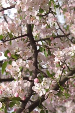 Southern Crabapple (Malus Angustifolia) - 1 Gallon Pot -Orchard Essence malus angustifolia southern crabapple tree flowers 4