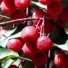 Southern Crabapple (Malus Angustifolia) - 3 Gallon Pot 1 Southern Crabapple (Malus Angustifolia) - 3 Gallon Pot -Orchard Essence malus angustifolia southern crabapple tree fruits 2 1