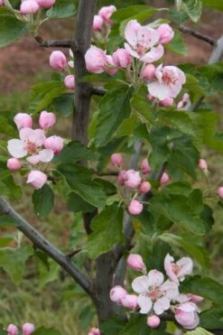 American Sweet Crabapple Tree (Malus Coronaria) - 1 Gallon Pot -Orchard Essence malus coronaria american sweet crabapple 2