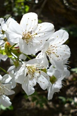 American Sweet Crabapple Tree (Malus Coronaria) - 1 Gallon Pot -Orchard Essence malus coronaria american sweet crabapple 3