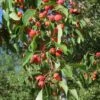 American Sweet Crabapple Tree (Malus Coronaria) - 1 Gallon Pot -Orchard Essence malus coronaria american sweet crabapple 4
