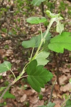 American Sweet Crabapple Tree (Malus Coronaria) - 1 Gallon Pot -Orchard Essence malus coronaria american sweet crabapple 5