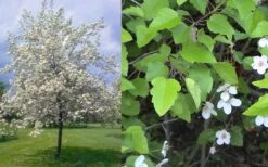 American Sweet Crabapple Tree (Malus Coronaria) - 1 Gallon Pot -Orchard Essence malus coronaria american sweet crabapple 6