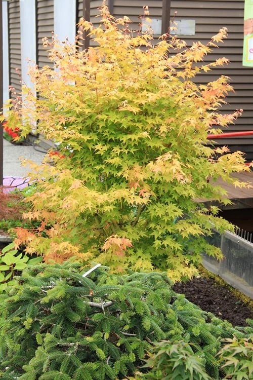 Bihou Yellow Bark Japanese Maple - 1 Gallon Pot 8 Bihou Yellow Bark Japanese Maple - 1 Gallon Pot - Image 6