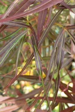 Ribbon Leaf Japanese Maple (Acer Palmatum 'Atrolineare') - 3 Gallon Pot -Orchard Essence maple japanese filifera purpurea 2 500x750 1