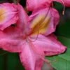 Country Cousin Pink Aromi Azalea (Rhododendron Hybrid) - 1 Gallon Pot -Orchard Essence native azalea country cousins 4