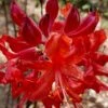 Radiant Red Aromi Azalea (Rhododendron Hybrid) - 3 Gallon Pot 1 Radiant Red Aromi Azalea (Rhododendron Hybrid) - 3 Gallon Pot -Orchard Essence native azalea radiant red 5
