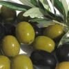 Arbequina Olive Tree - 1 Gallon Pot 1 Arbequina Olive Tree - 1 Gallon Pot -Orchard Essence olive arbequina 5