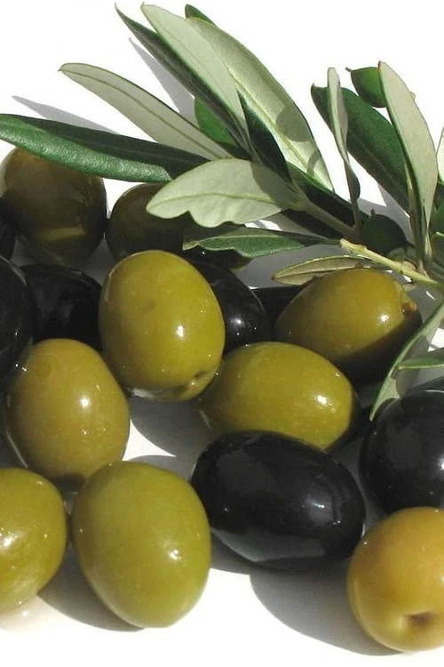 Arbequina Olive Tree - 7 Gallon Pot (3-4') -Orchard Essence olive arbequina 5 4