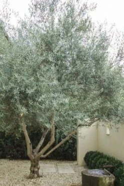 Arbequina Olive Tree - 2 Gallon Pot 11 Arbequina Olive Tree - 2 Gallon Pot -Orchard Essence olive tree arbequina 4 2