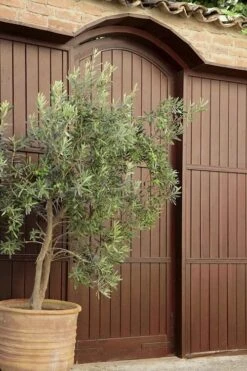 Arbequina Olive Tree - 5 Gallon Pot 12 Arbequina Olive Tree - 5 Gallon Pot -Orchard Essence olive tree arbequina 6 1