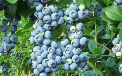 Brightwell Rabbiteye Blueberry - 3 Gallon Pot 9 Brightwell Rabbiteye Blueberry - 3 Gallon Pot -Orchard Essence picture 6424 brightwell rabbiteye blueberry