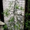 Flying Dragon Hardy Orange Tree - 7 Gallon Pot (5-6') (COPY) -Orchard Essence poncirus trifoliata flying dragon hardy orange 20