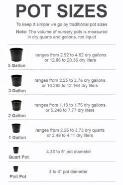 Graham Blandy Columnar Boxwood - 1 Gallon Pot -Orchard Essence pot size chart 2022 209