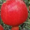 Russian Cold Hardy Pomegranate - 3 Gallon Pot 2 Russian Cold Hardy Pomegranate - 3 Gallon Pot -Orchard Essence punica granatum russian pomegranate 10