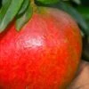 Austin Pomegranate - 3 Gallon Pot -Orchard Essence punicum granatum austin pomegranate 1