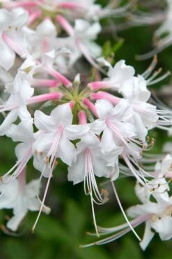 White Alabama Native Azalea (Rhododendron Alabamense) - 3 Gallon Pot -Orchard Essence rhododendron alabamense alabama native azalea 3