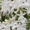 White Alabama Native Azalea (Rhododendron Alabamense) - 3 Gallon Pot -Orchard Essence rhododendron alabamense alabama native azalea 5