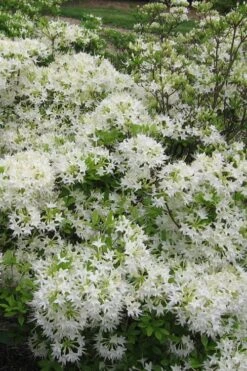 White Alabama Native Azalea (Rhododendron Alabamense) - 3 Gallon Pot -Orchard Essence rhododendron alabamense alabama native azalea 6