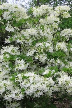 White Alabama Native Azalea (Rhododendron Alabamense) - 3 Gallon Pot -Orchard Essence rhododendron alabamense alabama native azalea 8
