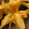 Appalachian Gold Aromi Azalea (Rhododendron Hybrid) - 3 Gallon Pot -Orchard Essence rhododendron appalachian gold azalea 100