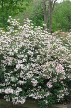 Coastal Azalea (Rhododendron Atlanticum) - 3 Gallon Pot 12 Coastal Azalea (Rhododendron Atlanticum) - 3 Gallon Pot -Orchard Essence rhododendron atlanticum coastal azalea 1