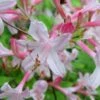 Coastal Azalea (Rhododendron Atlanticum) - 3 Gallon Pot -Orchard Essence rhododendron atlanticum coastal azalea 6