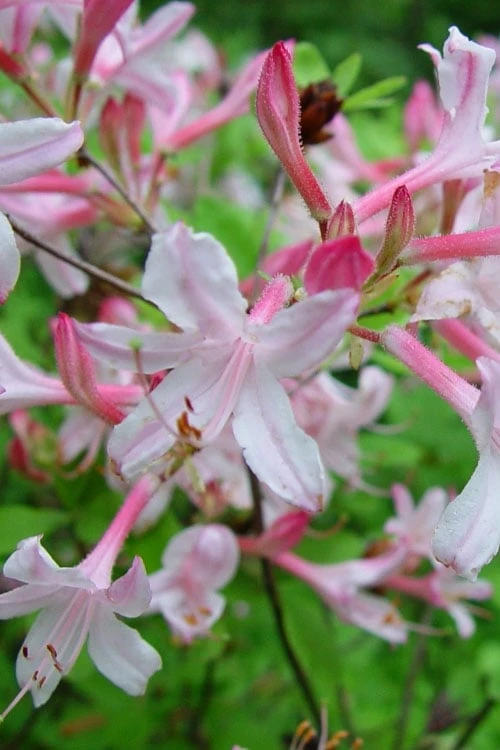 Coastal Azalea (Rhododendron Atlanticum) - 3 Gallon Pot 3 Coastal Azalea (Rhododendron Atlanticum) - 3 Gallon Pot
