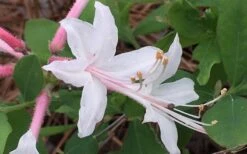 Coastal Azalea (Rhododendron Atlanticum) - 3 Gallon Pot 13 Coastal Azalea (Rhododendron Atlanticum) - 3 Gallon Pot -Orchard Essence rhododendron atlanticum coastal azalea 8