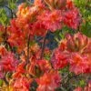 Father Ryan Oconee Native Azalea - 3 Gallon Pot -Orchard Essence rhododendron flammeum father ryan 6