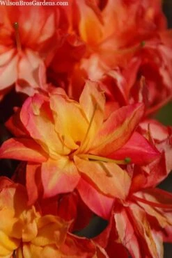 Father Ryan Oconee Native Azalea - 3 Gallon Pot -Orchard Essence rhododendron flammeum father ryan 7