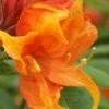 Golden Eagle Azalea (Rhododendron) - 3 Gallon Pot -Orchard Essence rhododendron golden eagle azalea 2