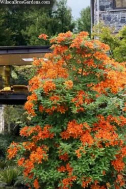 Golden Eagle Azalea (Rhododendron) - 3 Gallon Pot -Orchard Essence rhododendron golden eagle azalea 7