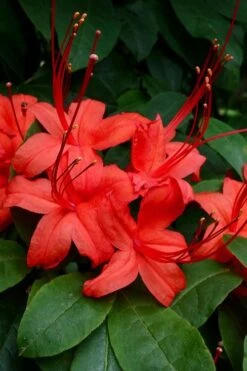 Plum Leaf Native Azalea (Rhododendron Prunifolium) - 3 Gallon Pot -Orchard Essence rhododendron prunifolium plum leaf azalea 3