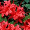 Plum Leaf Native Azalea (Rhododendron Prunifolium) - 3 Gallon Pot 1 Plum Leaf Native Azalea (Rhododendron Prunifolium) - 3 Gallon Pot -Orchard Essence rhododendron prunifolium plum leaf azalea 6