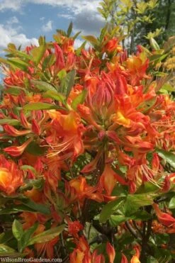 Smitty's Orange Crush Native Azalea (Rhododendron X) - 3 Gallon Pot 10 Smitty's Orange Crush Native Azalea (Rhododendron X) - 3 Gallon Pot -Orchard Essence rhododendron smittys orange crush native azalea 1