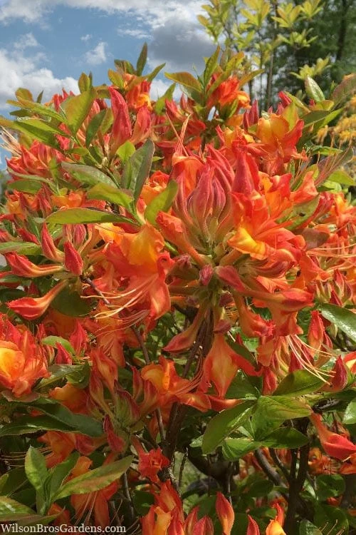 Smitty's Orange Crush Native Azalea (Rhododendron X) - 3 Gallon Pot 6 Smitty's Orange Crush Native Azalea (Rhododendron X) - 3 Gallon Pot - Image 4