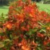Smitty's Orange Crush Native Azalea (Rhododendron X) - 3 Gallon Pot -Orchard Essence rhododendron smittys orange crush native azalea 3