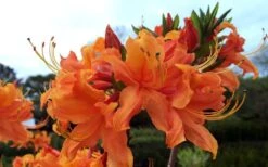 Smitty's Orange Crush Native Azalea (Rhododendron X) - 3 Gallon Pot 11 Smitty's Orange Crush Native Azalea (Rhododendron X) - 3 Gallon Pot -Orchard Essence rhododendron smittys orange crush native azalea 4