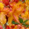 Tallulah Sunrise Native Azalea (Rhododendron) - 1 Gallon Pot -Orchard Essence rhododendron tallulah sunrise native azalea 100 thumbnail