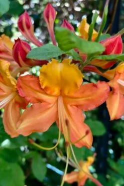 Verdie Sommerville Azalea (Rhododendron) - 3 Gallon Pot -Orchard Essence rhododendron verdie sommerville azalea 1