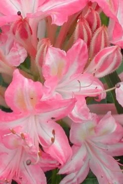 Ribbon Candy Swamp Azalea (Rhododendron Viscosum) - 2 Gallon Pot 11 Ribbon Candy Swamp Azalea (Rhododendron Viscosum) - 2 Gallon Pot -Orchard Essence rhododendron viscosum ribbon candy swamp azalea 1