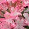 Ribbon Candy Swamp Azalea (Rhododendron Viscosum) - 2 Gallon Pot 1 Ribbon Candy Swamp Azalea (Rhododendron Viscosum) - 2 Gallon Pot -Orchard Essence rhododendron viscosum ribbon candy swamp azalea 2