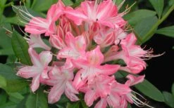 Ribbon Candy Swamp Azalea (Rhododendron Viscosum) - 1 Gallon Pot -Orchard Essence rhododendron viscosum ribbon candy swamp azalea 3 1