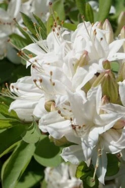 Swamp Azalea (Rhododendron Viscosum) - 1 Gallon Pot -Orchard Essence rhododendron viscosum swamp azalea 1