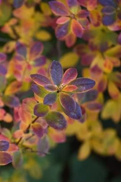 Swamp Azalea (Rhododendron Viscosum) - 1 Gallon Pot -Orchard Essence rhododendron viscosum swamp azalea 2